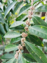 Casearia sylvestris