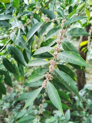 Casearia sylvestris
