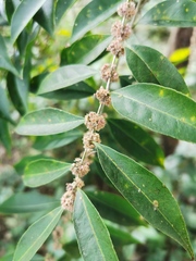Casearia sylvestris