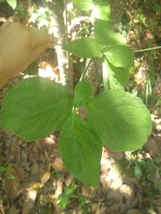 Cornus florida urbiniana