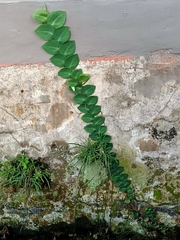 Rhaphidophora korthalsii