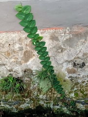 Rhaphidophora korthalsii