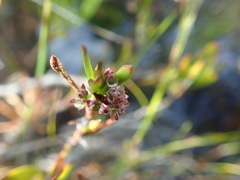 Centella rupestris