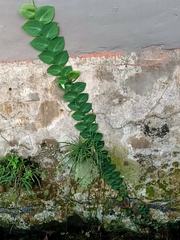 Rhaphidophora korthalsii