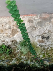 Rhaphidophora korthalsii