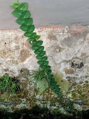 Rhaphidophora korthalsii