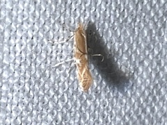 Cremastobombycia solidaginis