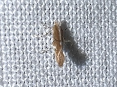 Cremastobombycia solidaginis