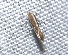 Cremastobombycia solidaginis