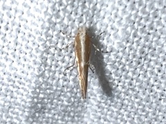 Cremastobombycia solidaginis