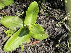 Eryngium integrifolium