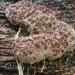 Myriococcum praecox - Photo (c) Tyson Ehlers, algunos derechos reservados (CC BY-NC), subido por Tyson Ehlers