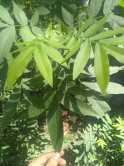 Carya myristiciformis