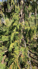 Cupressus nootkatensis