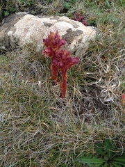 Orobanche alba