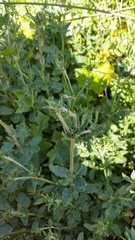 Eriogonum parvifolium