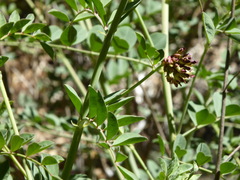 Hosackia crassifolia crassifolia