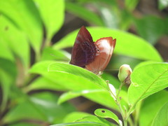 Abisara saturata kausambioides
