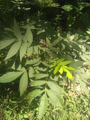 Carya myristiciformis