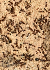 Monomorium subopacum