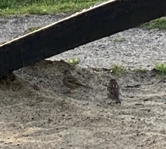 Passer domesticus