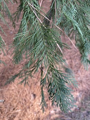 Cupressus × leylandii