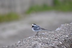 Motacilla alba