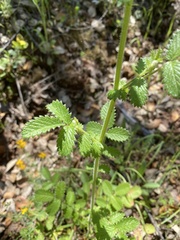 Sanguisorba hybrida