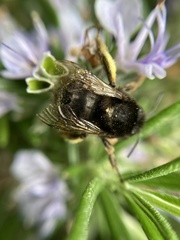 Anthophora
