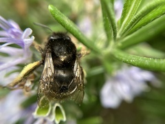 Anthophora