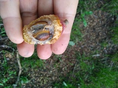 Pouteria gardneriana