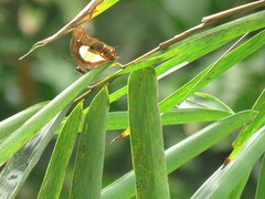 Polyura hebe plautus