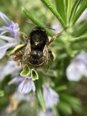 Anthophora
