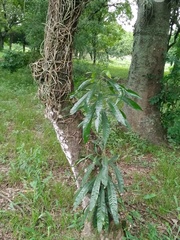 Pouteria gardneriana