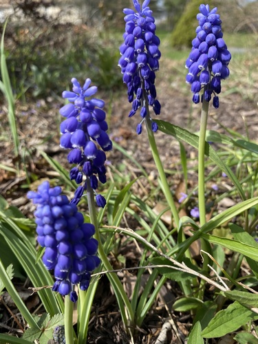 Muscari botryoides iNat (3)