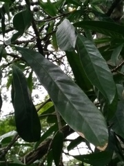 Pouteria gardneriana