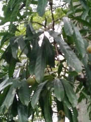 Pouteria gardneriana