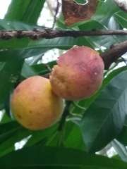 Pouteria gardneriana