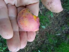 Pouteria gardneriana