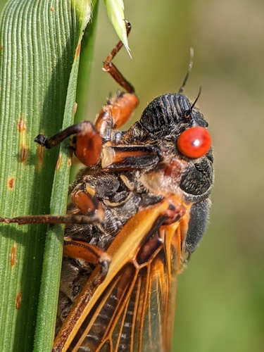 Decim 13-Year Cicada