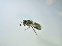 Hylaeus