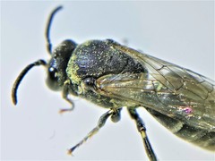 Hylaeus