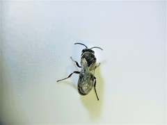 Hylaeus