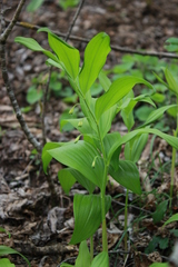 Polygonatum latifolium