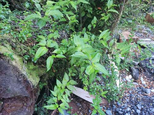 Griselinia racemosa (Griselinia racemosa)