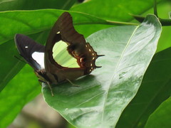 Polyura hebe plautus
