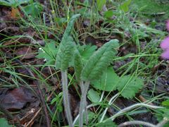 Primula sieboldii