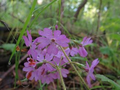 Primula sieboldii