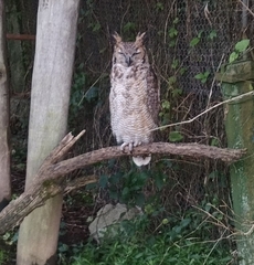 Bubo virginianus nacurutu