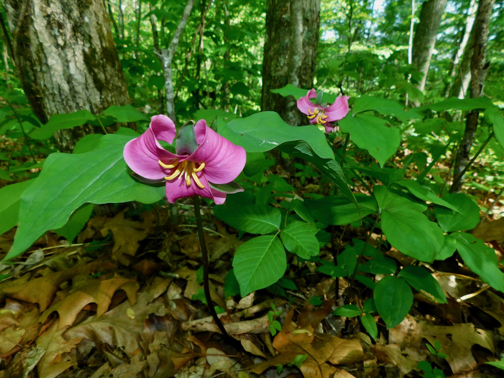Trillium catesbaei